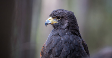 Harris Hawk