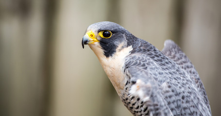 Peregrine Falcon