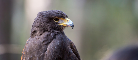 Harris Hawk
