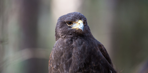 Harris Hawk