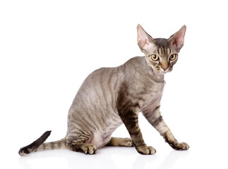 sitting devon rex cat. looking at camera. isolated on white 