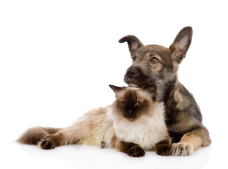 mixed breed puppy and cat together. isolated on white background