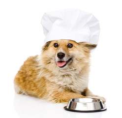 Dog in chef's hat begging for food. looking at camera. isolated