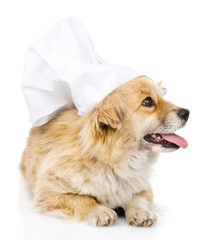 Dog in chef's hat looking to the right. isolated on white 