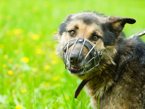 Mixed Breed Dog  Wearing A Muzzle