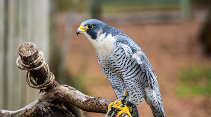 Peregrine Falcon