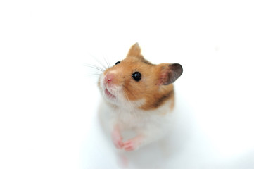 Syrian Golden Hamster