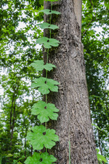 Green leaves of Creeper plants on tree