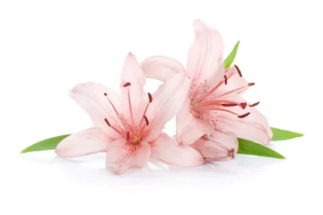 Foto op Plexiglas Two pink lily flowers © karandaev