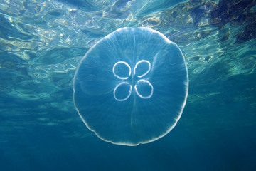 Moon jellyfish and water surface