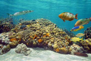 Underwater landscape in a coral reef
