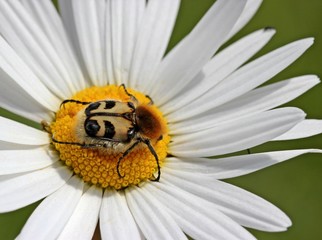 Pinselkäfer auf Margeritenblüte