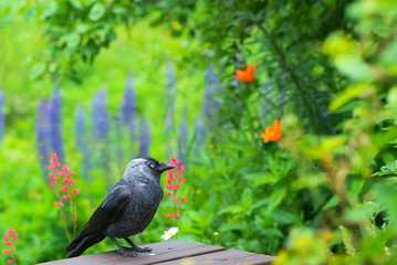 Jackdaw (Corvus monedula) in a garden
