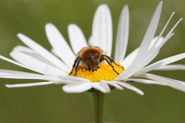 Pinselkäfer auf Margeritenblüte bei Wind