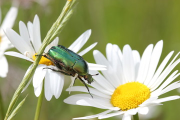 Rosenkäfer auf Margeritenblüten