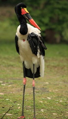 grand jabiru