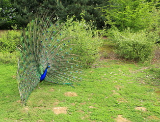 paon en parade amoureuse