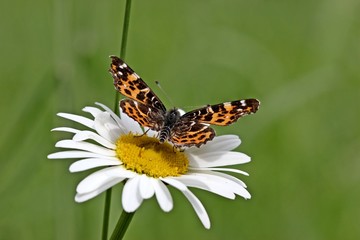 Landkärtchen (Araschnia levana f. levana), Frühlingsgeneration