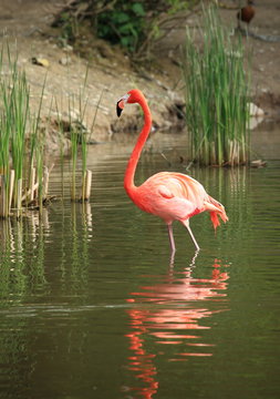 flamant rose de cuba