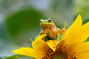 Portrait of a tree frog
