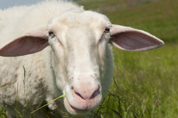 Portrait Sheep green grass meadow