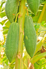 Papaya Tree