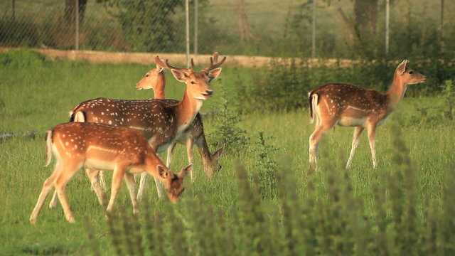 Fawns in nature. Find similar clips in our portfolio.