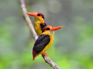 A pair of Black-backed Kingfisher, ceyx erithacus, perching on t