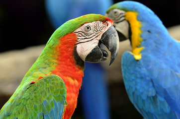 Portrait of Haraequin macaw with blue-and-gold macaw in backgrou