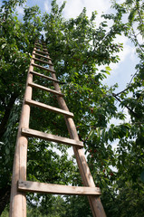 ladder on cherry tree © aerogondo