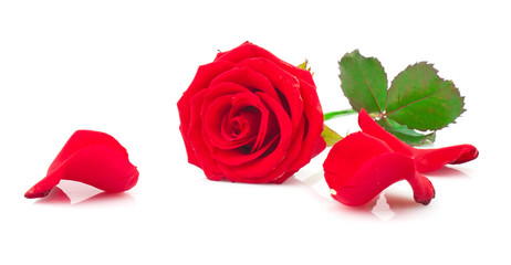 Red rose with fallen petals on white background