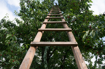 wooden ladder © aerogondo