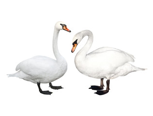 Two swans