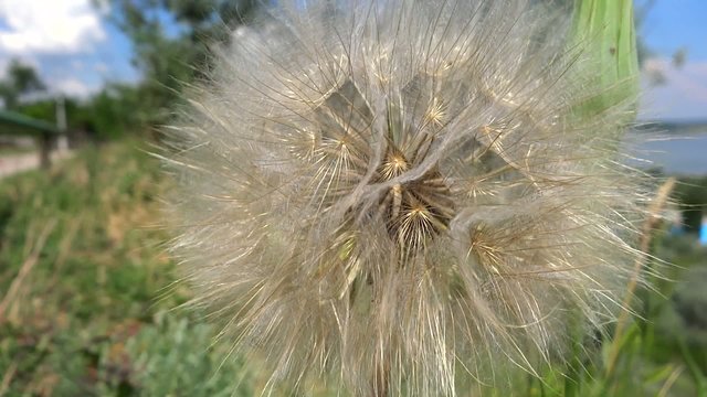 close up dandelion in the breeze