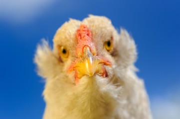 Chicken Close-Up Against Blue Sky