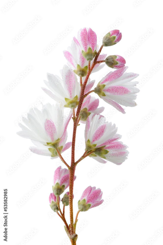 Wall mural elegant pinkish white fuzzy deutzia flowers on white background