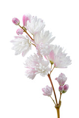 Naklejka na ściany i meble Beautiful Deutzia Scabra Flowers on White Background