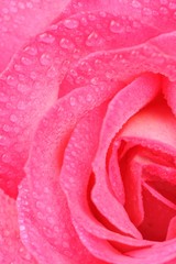 Beautiful Pink Rose with Water Drops Macro