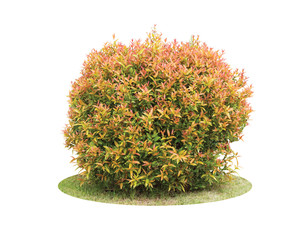 Colorful shrub of Pigeon Berry tree isolated over white backgrou