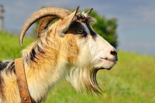 muzzle goat