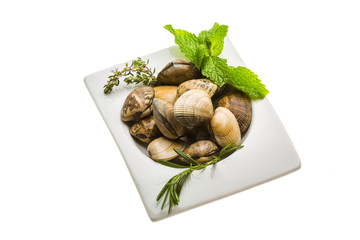 Spanish mollusc - Almeja