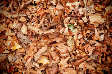 Dead leaves