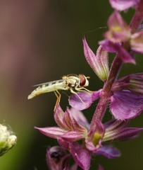hoverfly on flowers