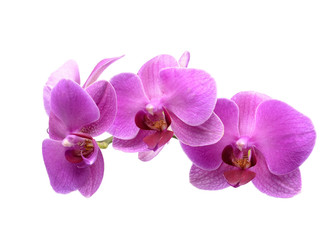 Pink streaked orchid flower, isolated