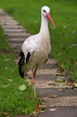 Storch