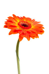african daisy.  carving. orange