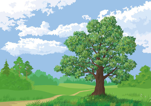 Landscape, summer forest and oak tree