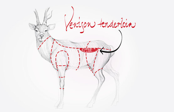 Venison tenderloin / Cuts of deer