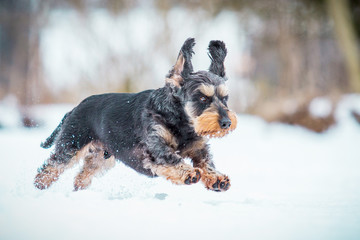 Dackel im Schnee