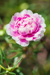 pink portulaca flower in the garden